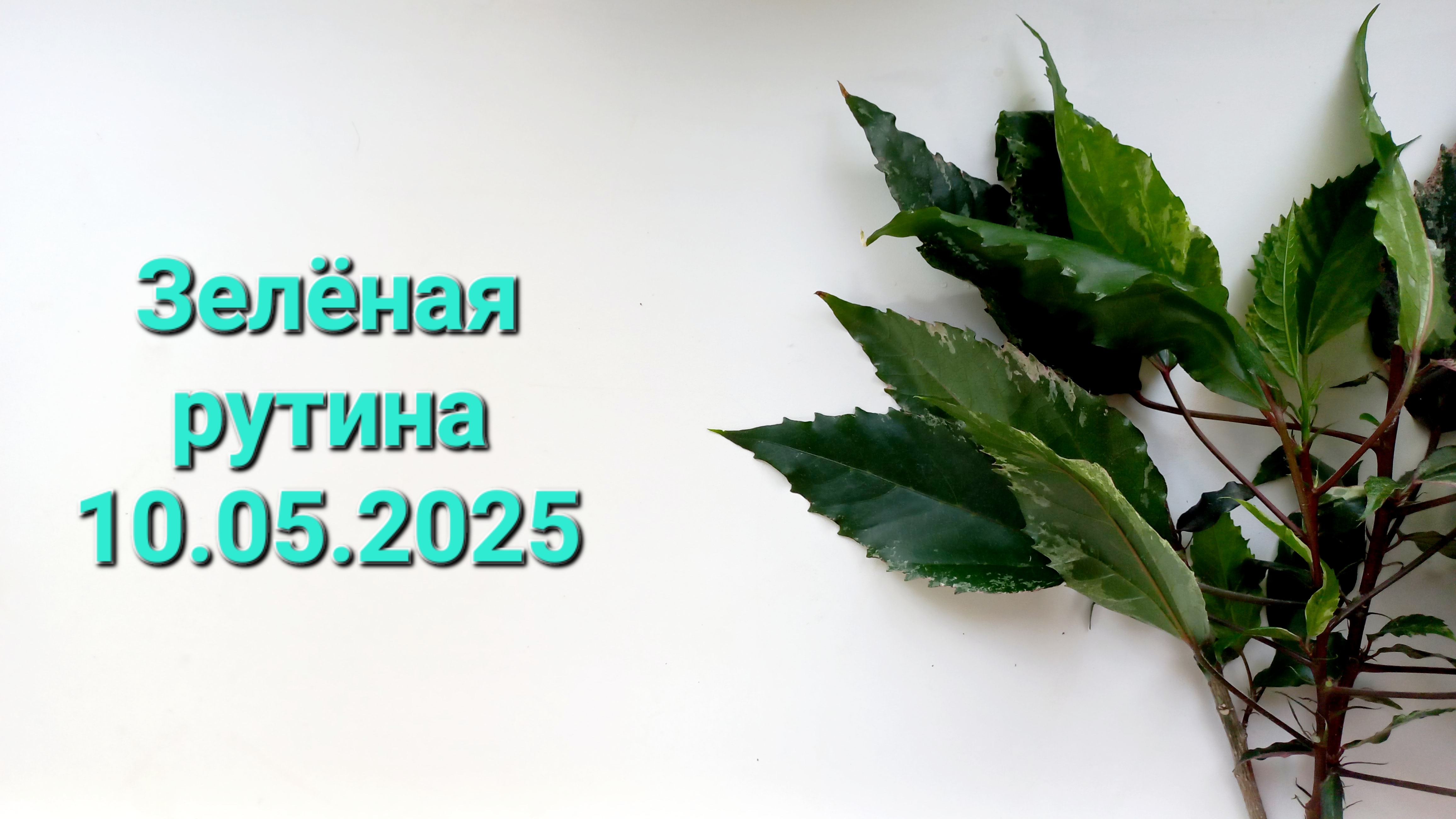 314. ЦВЕТЫ. Зелёная рутина 10.05.2025.