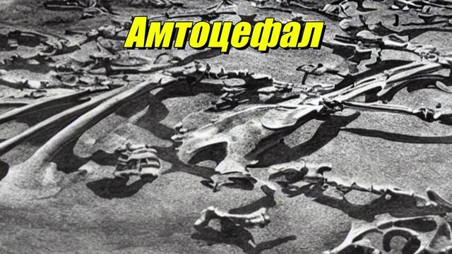 Amtocephale
