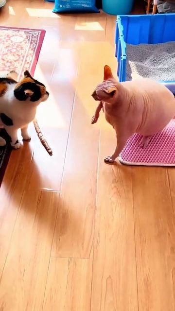 Cats fight
