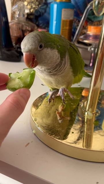 Киви кушает огурец #cockatiel #cockatielscraze #birds #cute #попугай #огу