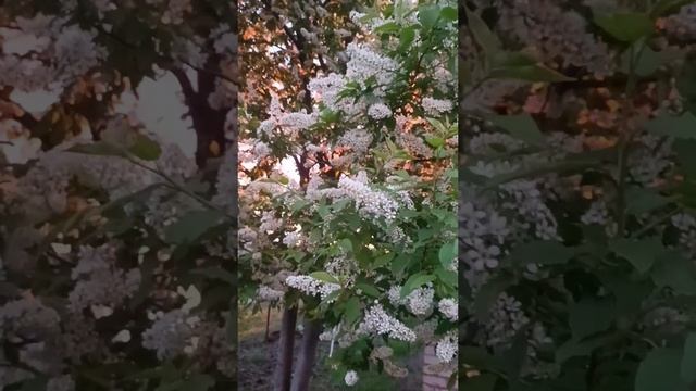Черемуховый закат