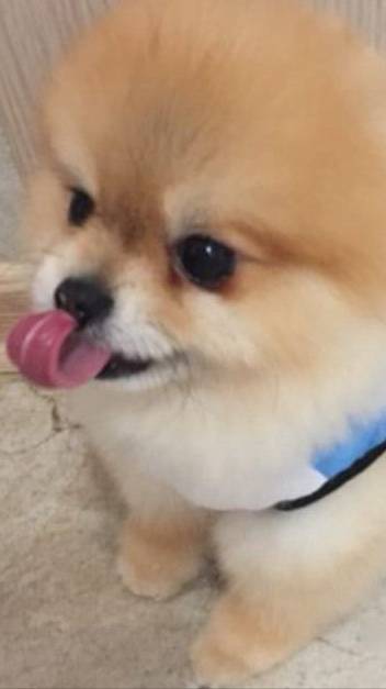 Шпиц миник