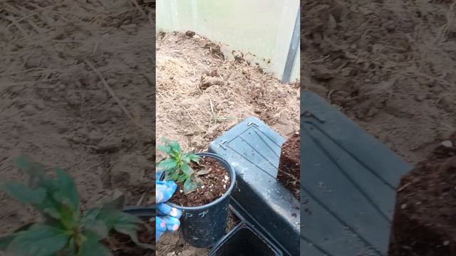 Позднее черенкование метельчатой гортензии 🌱🌱🌱
