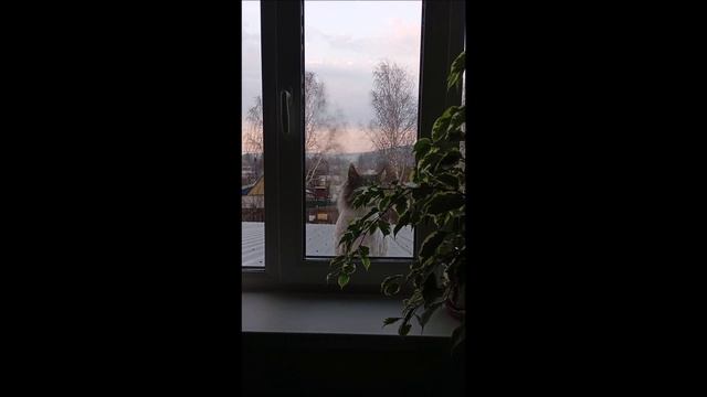 Кот. Кос