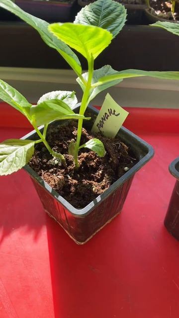 Гортензия  крупнолистная 🌱Черенки выжили!! 🪴18.02.25
