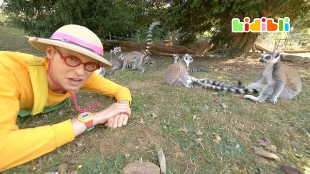 Кидибли Детский (Kidibli) - Львы ПРОТИВ медведей, кто сильнее？ 🦁🐻 ｜ Обучающие видео с животными дл