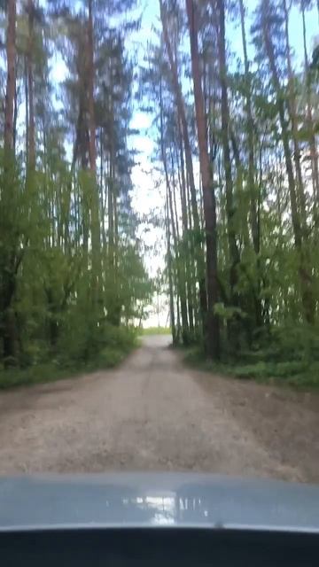 Выезжаем из леса