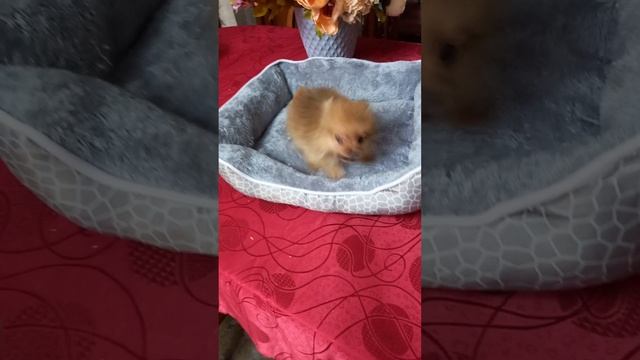 Помапу  микро мальчик