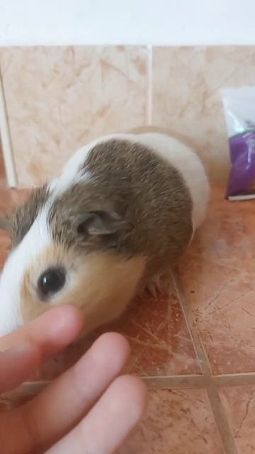 Как зовут мою морскую свинку? На видео есть подсказка ?