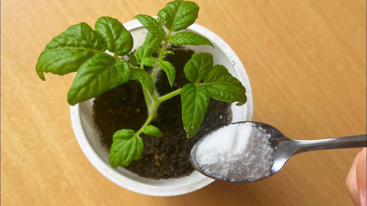 🌶🍅 НИКОГДА НЕ САЖАЙТЕ ПЕРЕЦ И ТОМАТЫ БЕЗ ЭТОГО! БАБУШКА ВСЕГДА ДОБАВЛЯЕТ ЭТО В ГРУНТ!