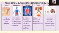 7 стадий зашлакованности организма Выход есть