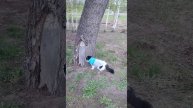Гуляем с котом рядом с ледовой ареной😻