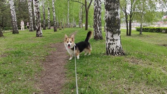 Такая красивая аллея, и палок то сколько тут много, какую выбрать даже не знаю