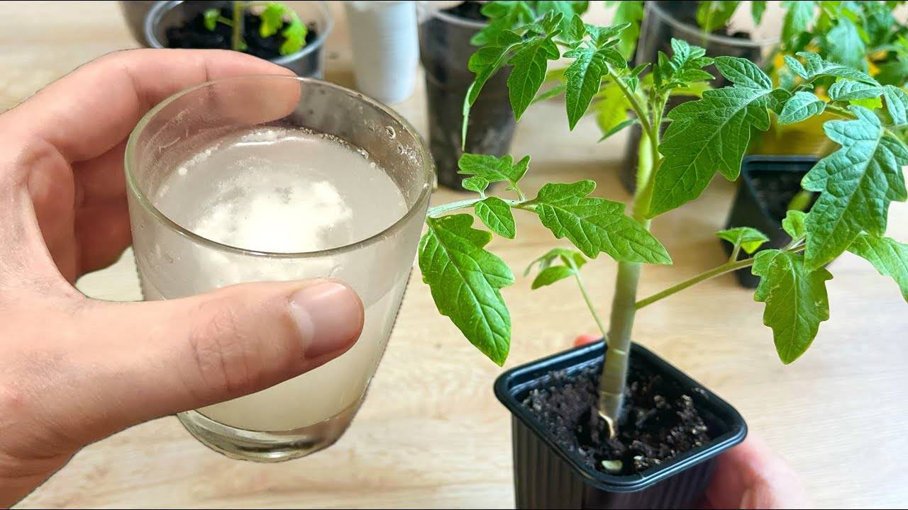 🌿 1 ЛОЖКА — И РАССАДА ТОЛСТАЯ, НИЗЕНЬКАЯ И КОРЕНАСТАЯ! РАСТЁТ КАК НА ДРОЖЖАХ!