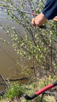 Отличный лещ попался