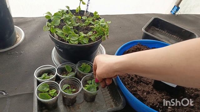 ЧЕРЕШКОВАЯ ГОРТЕНЗИЯ МИРАНДА, ПЕРЕВАЛКА УКОРЕНЁННЫХ ?