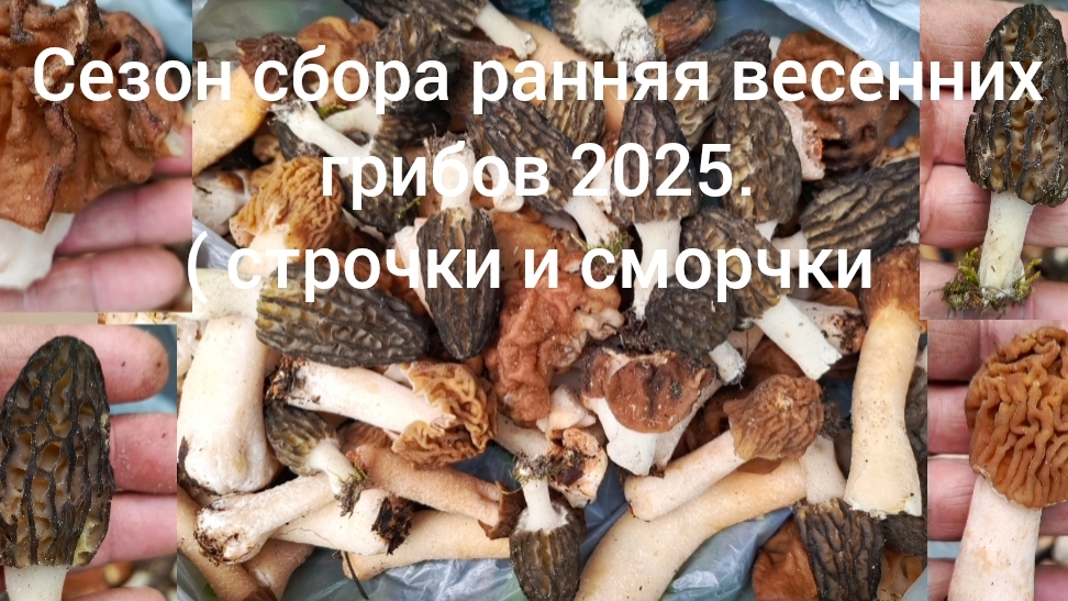 Сезон сбора ранних весенних грибов 2025. ( сморчки и строки)