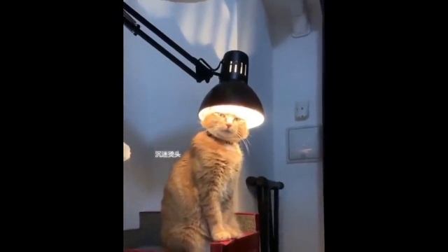 СМЕШНЫЕ ЖИВОТНЫЕ 2021😹 / Скажите, как перестать СМЕЯТЬСЯ😂😂  - Funny animals. HOW TO STOP LAUGHING?