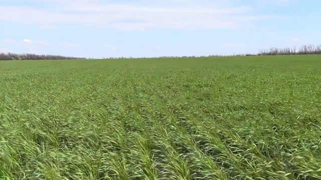 Озимая пшеница Алексеич