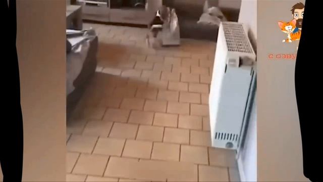 приколы с животными