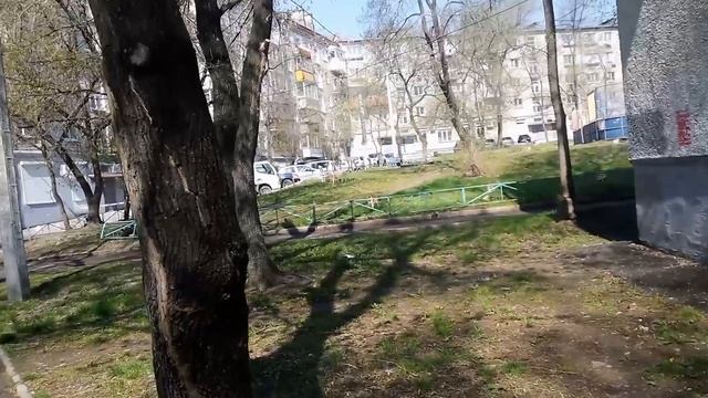 10.05.2025 рано утром, цветёт войлочная вишня🍒,но она не такая как на смайлике, она без плодоножек.