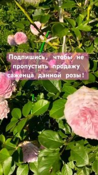 Роза «Джеймс Галвэй» #розы #гортензии #сад #огород #дач?