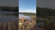 Карповая рыбалка. Букань. Калужская область. Май 2025.