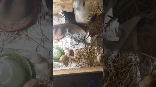 Квочка наводит свои порядки.