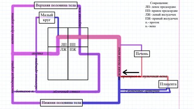 80 Кровообращение плода