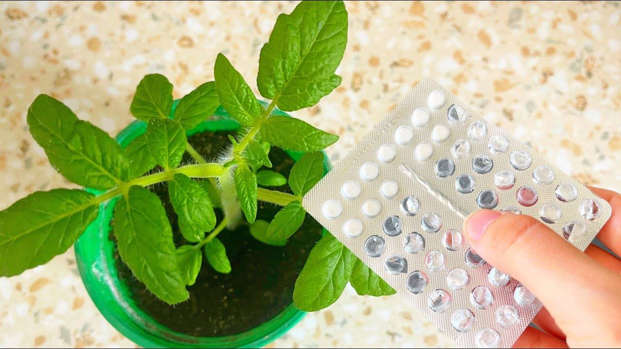 💊 РАССАДУ НЕ УЗНАТЬ ОТ ЭТОЙ ДЕШЕВОЙ АПТЕЧНОЙ ПОДКОРМКИ! ПОЛЕЙТЕ, РАССАДА СТАНЕТ КОРЕНАСТОЙ, ТОЛСТОЙ