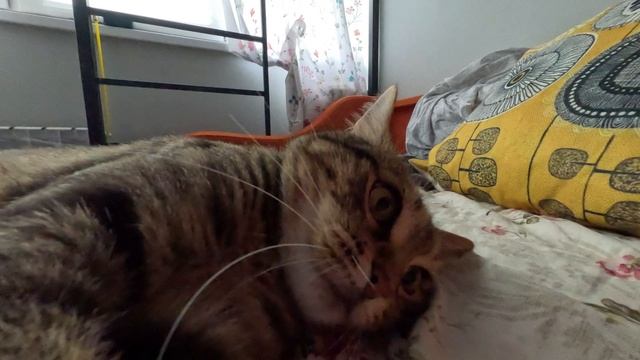 Слово котана, шерсть на диване