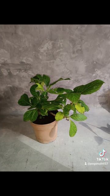 Гортензия Рэд Стар, цена 250 гривен! Бронь в вайбер 099678235