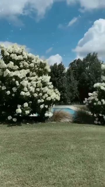 #hydrangea#hortensia#гортензия#garden#гортензія#flowers#shorts#アジサイ#са?