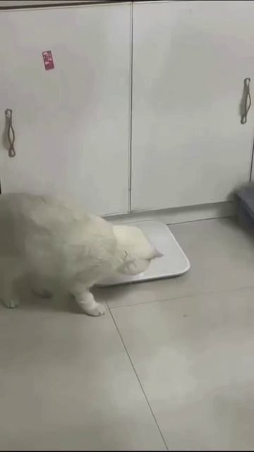 ШАШЛЫКИ ЧТО НАТВОРИЛИ