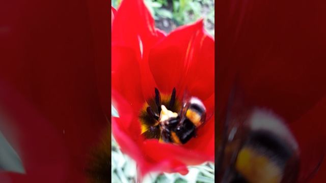 1000042814.mp4Тюльпаны цветут.10.05.2025г.