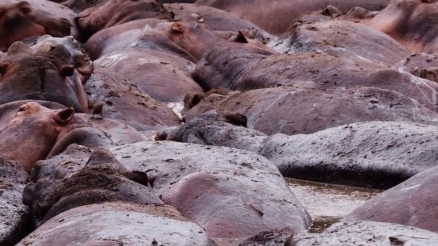 Он был Обречен / Сражения Животных Снятые на Камеру