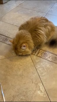 Кот Лео