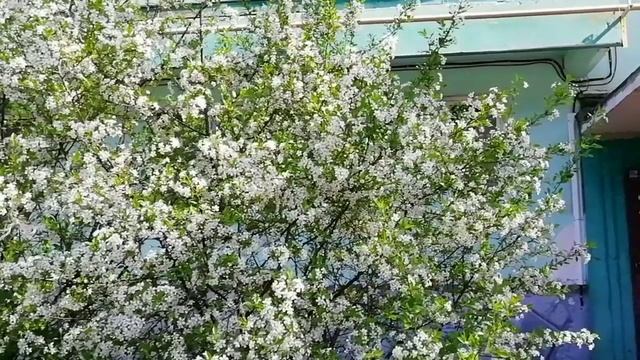Яблони цветочки