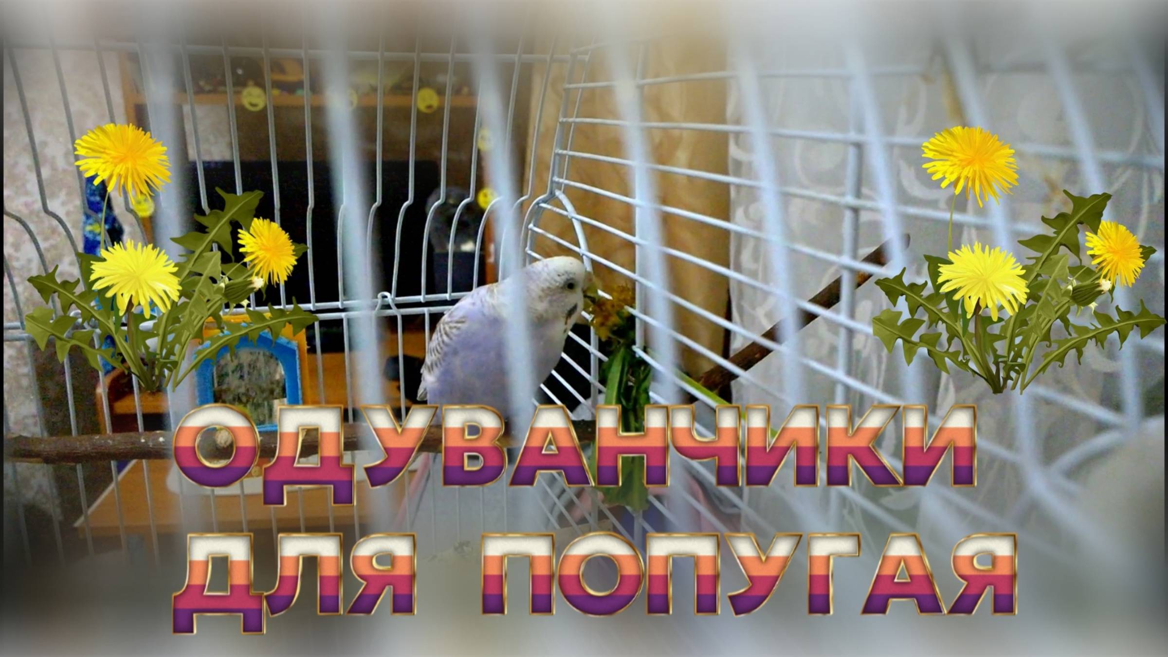 МОЖНО ПОПУГАЮ ОДУВАНЧИК? ДИКАЯ ЗЕЛЕНЬ ПТИЧКАМ. ОДУВАНЧИКИ ПОПУГАЯМ