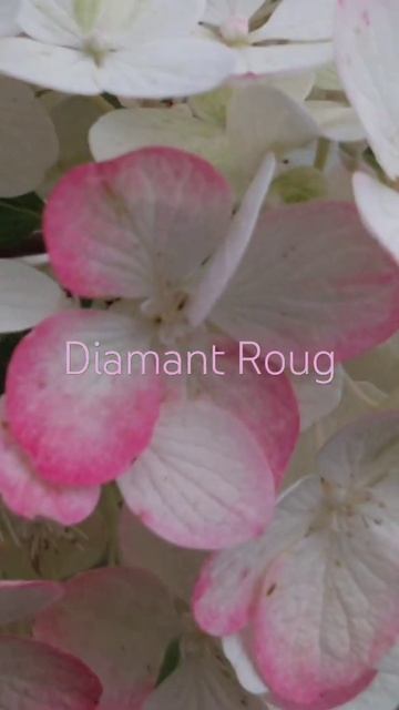 Квітування гортензії волотистої Даймон Руж /Diamond Roug #д?
