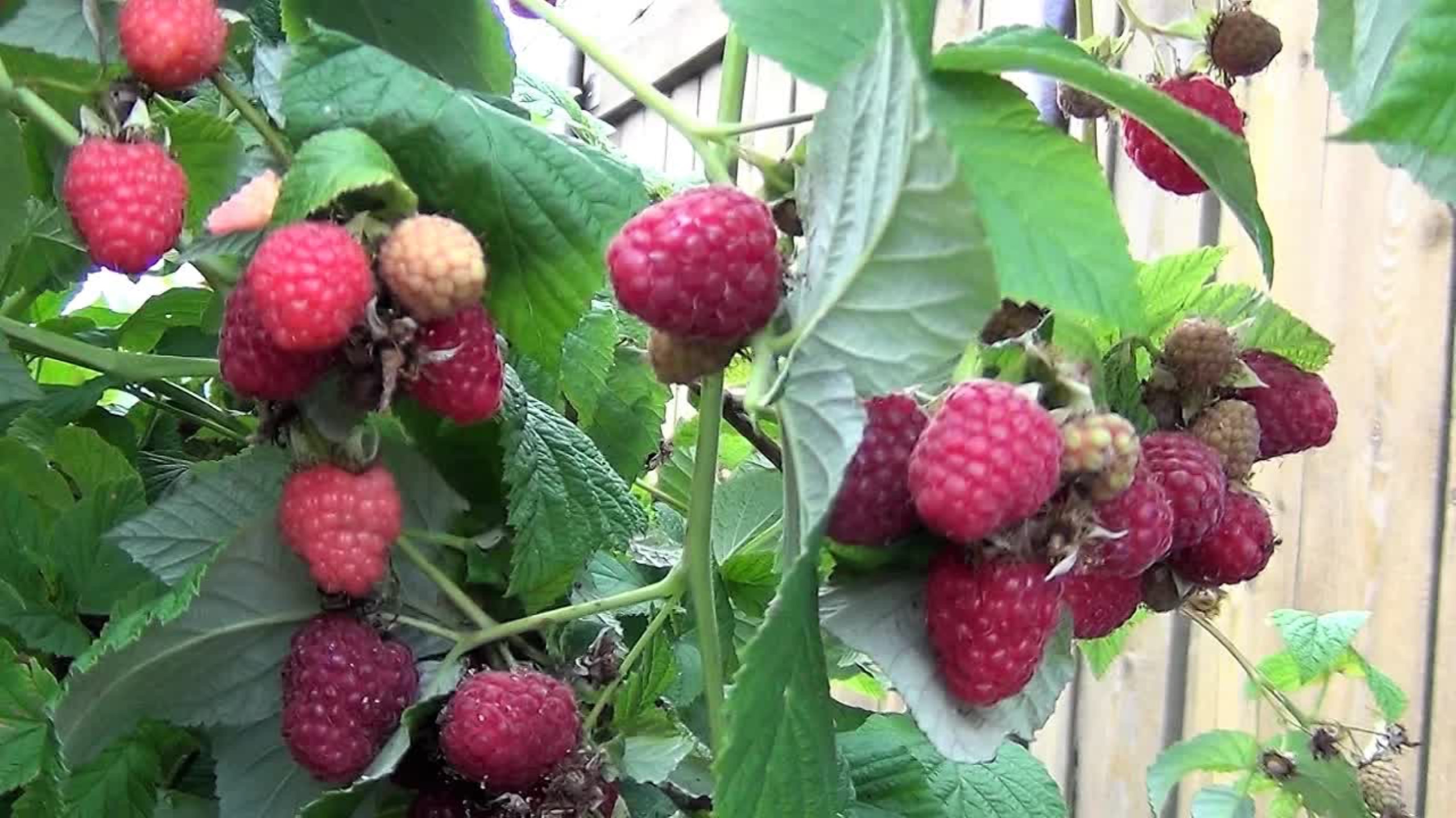 Что важно сделать для малины весной