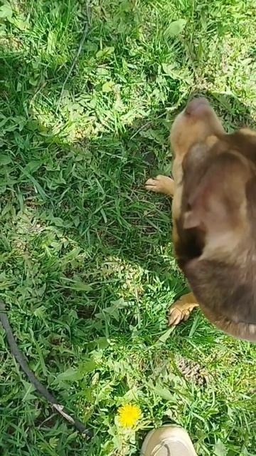 1000108836.mp4Сеня так бодро начинал😁 и в кусты