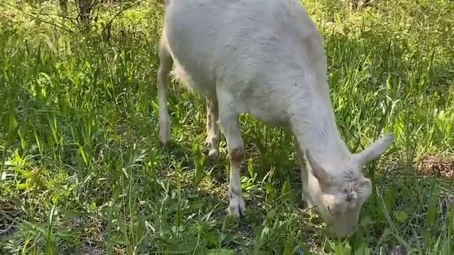 Заказал_Элитные_Яйца_Пришла_Эл79.mp4