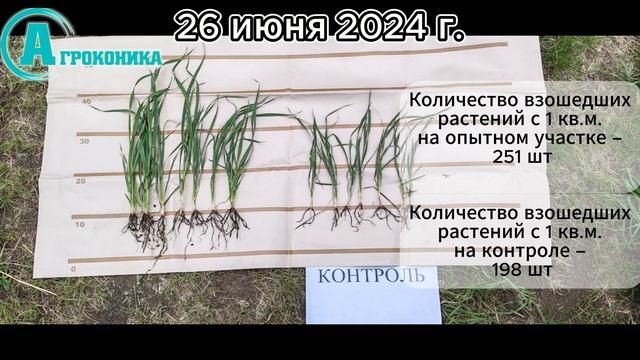 Опыт на полях ИП Рогозный А.Г. Таврический район ОМСК 2024