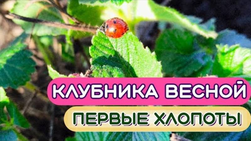 Самая первая обработка клубники весной. Уход, подкормка и обработка клубники от вредителей.