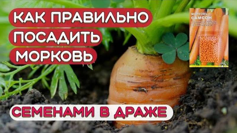 Как правильно посадить семена моркови в гранулах. Посадка моркови весной. Морковь в гранулах.