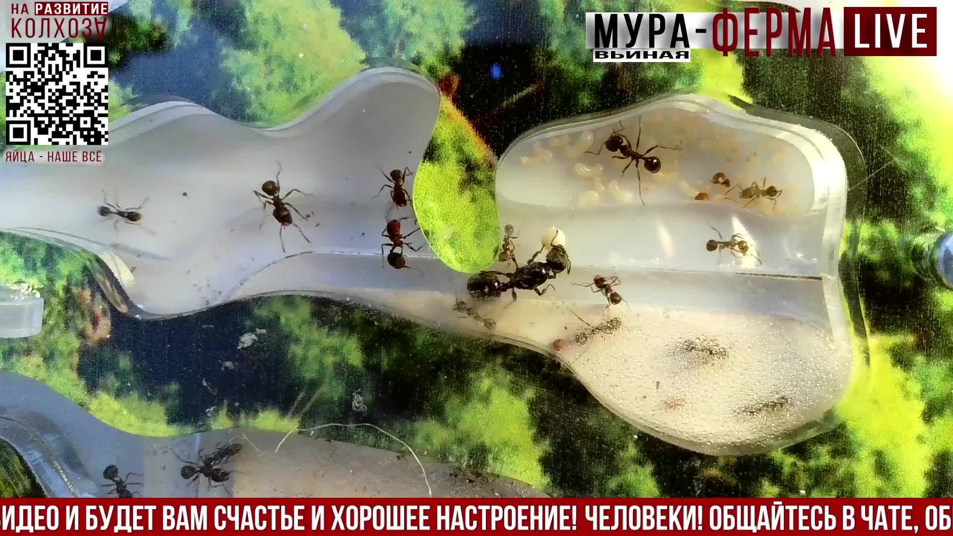 МУРА-ферма LIVE.Бункер 46.Муравьиная ферма!ВТОРАЯ МАТКА?Муравьи Жнецы.+радио "Мураши LIVE".
