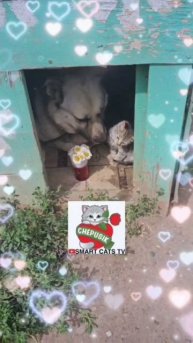Папа Бакс мир подводный и надводный свой выплеснул Вербусе 🐶🌊❤️🌼😻