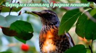 Певец-кудесник дрозд!
Песню волшебную дарит нам вновь. Премьера песни!