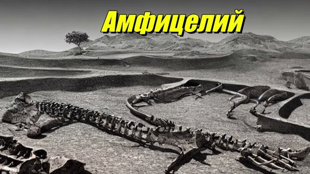Амфицелий